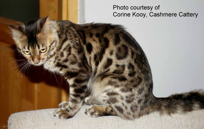 leopard spotted domestic cat