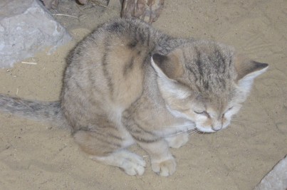 It's Isabel! Similar in size to a housecat, the Pallas's cat is a