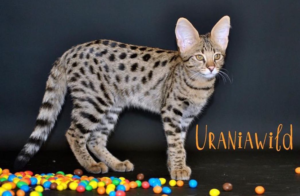 Savannah cat