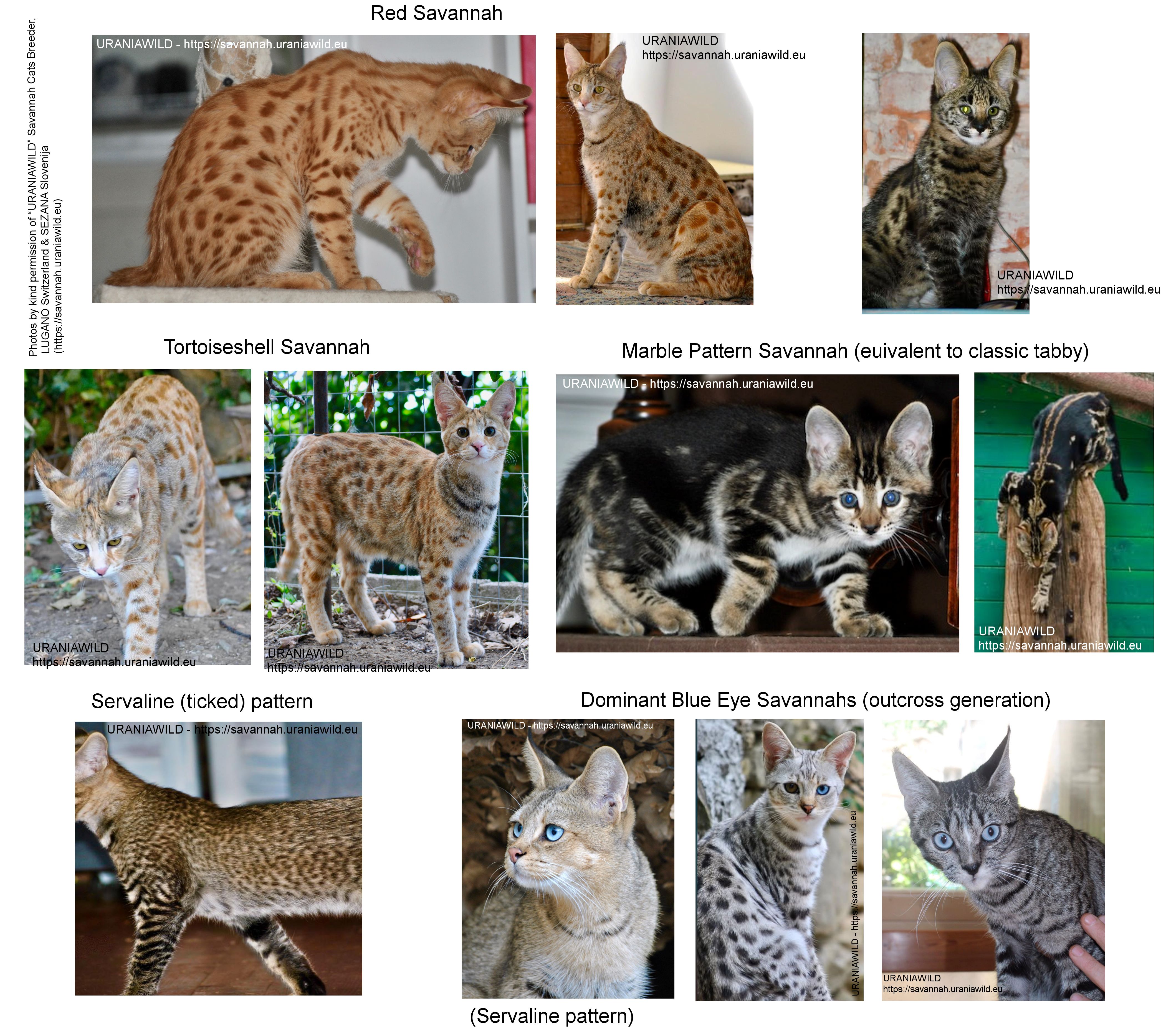 Savannah cat