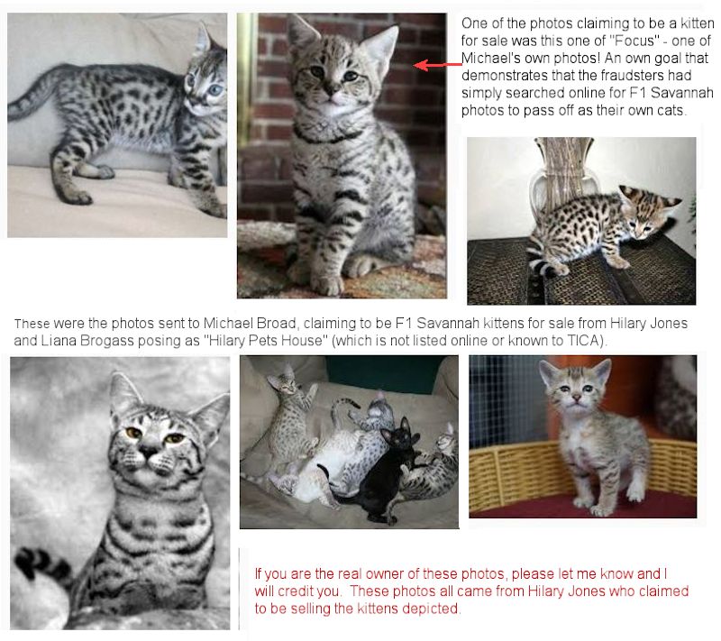 photos taken from the web and used by fraudsters posing as Savannah breeders