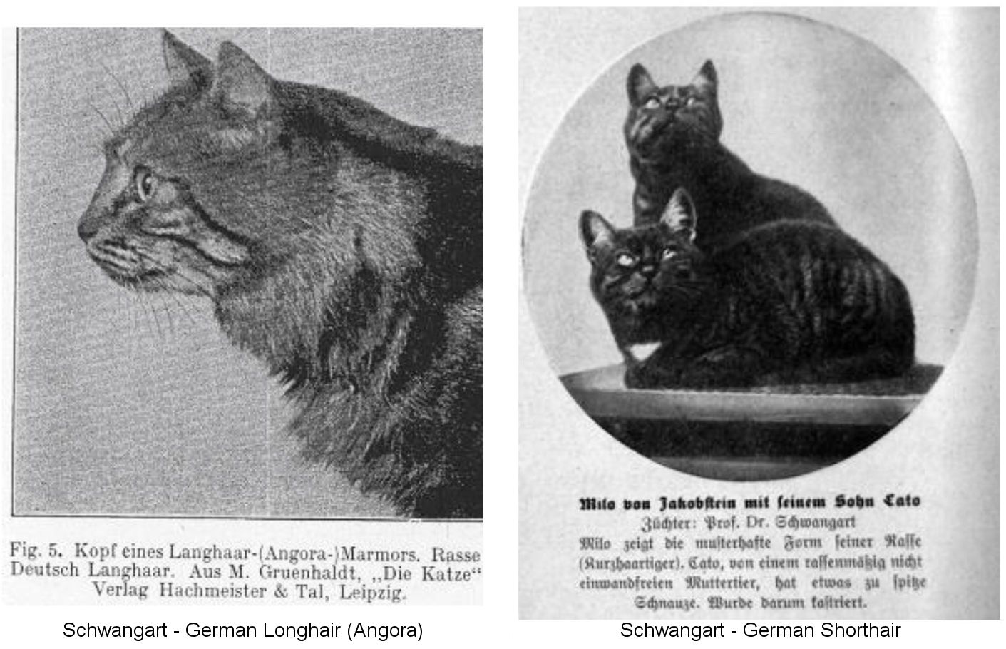 German longhair and shorthair cats