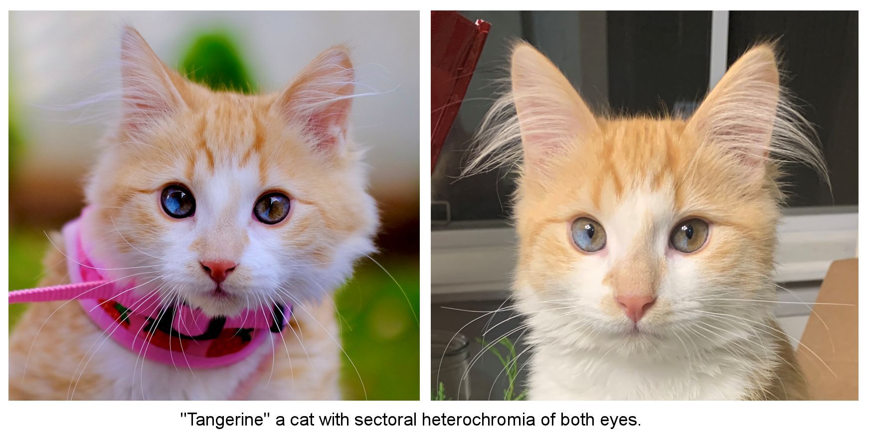 Cat Eyes: Vet-Reviewed Genetics, Color Changes & FAQ - Catster