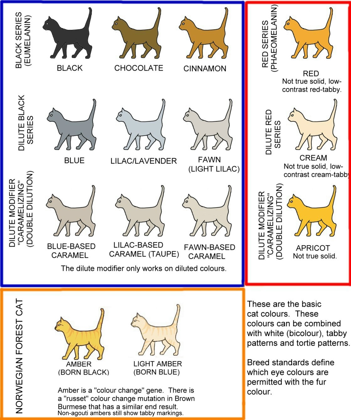 Cat Coat Color Genetics Chart