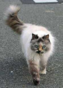 cream point himalayan cat