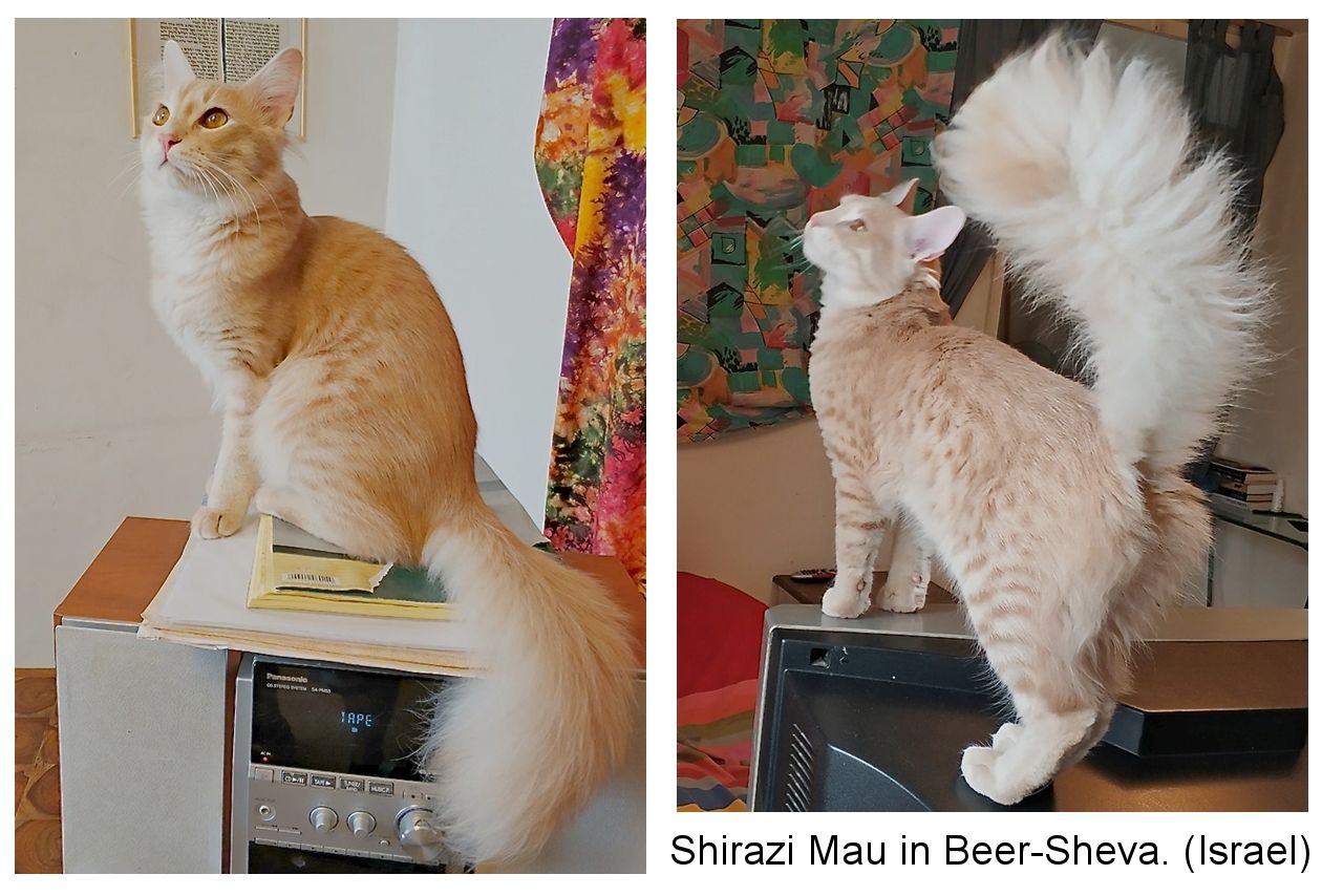 Shirazi deals cat breed