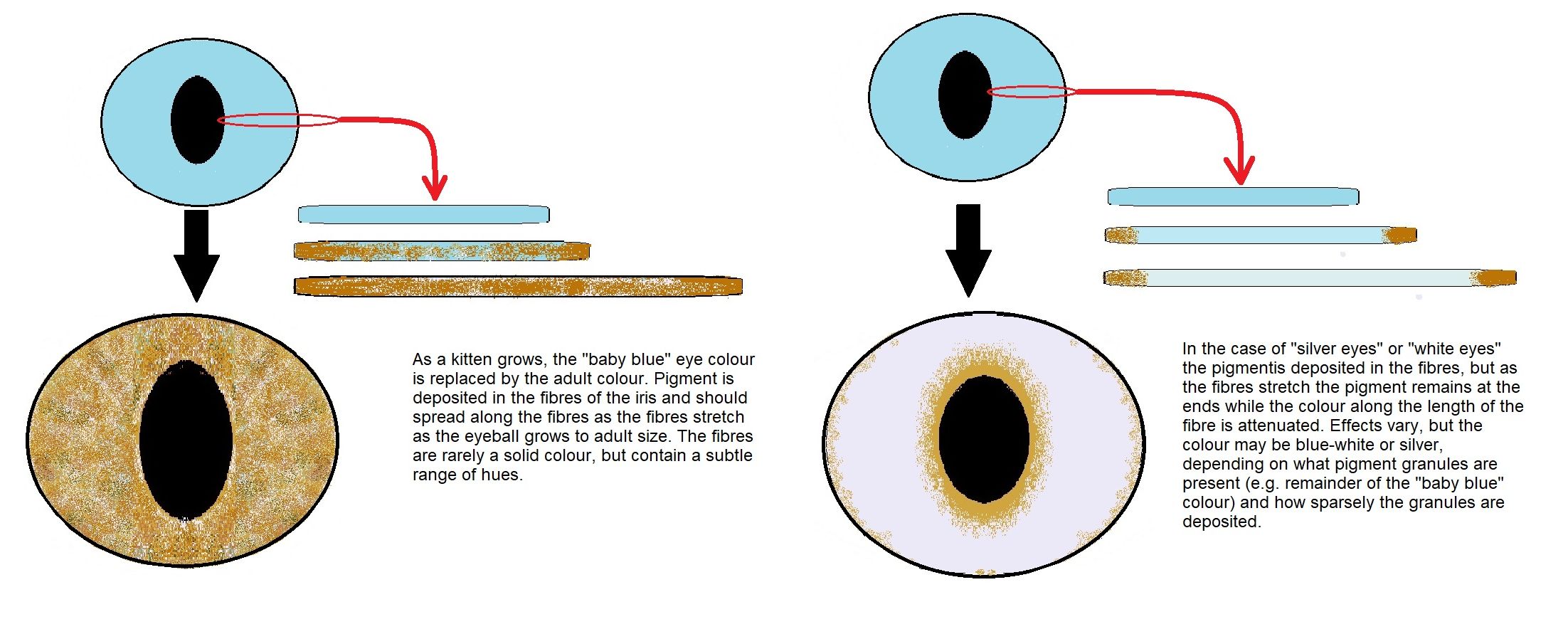 Cat Eyes: Vet-Reviewed Genetics, Color Changes & FAQ - Catster