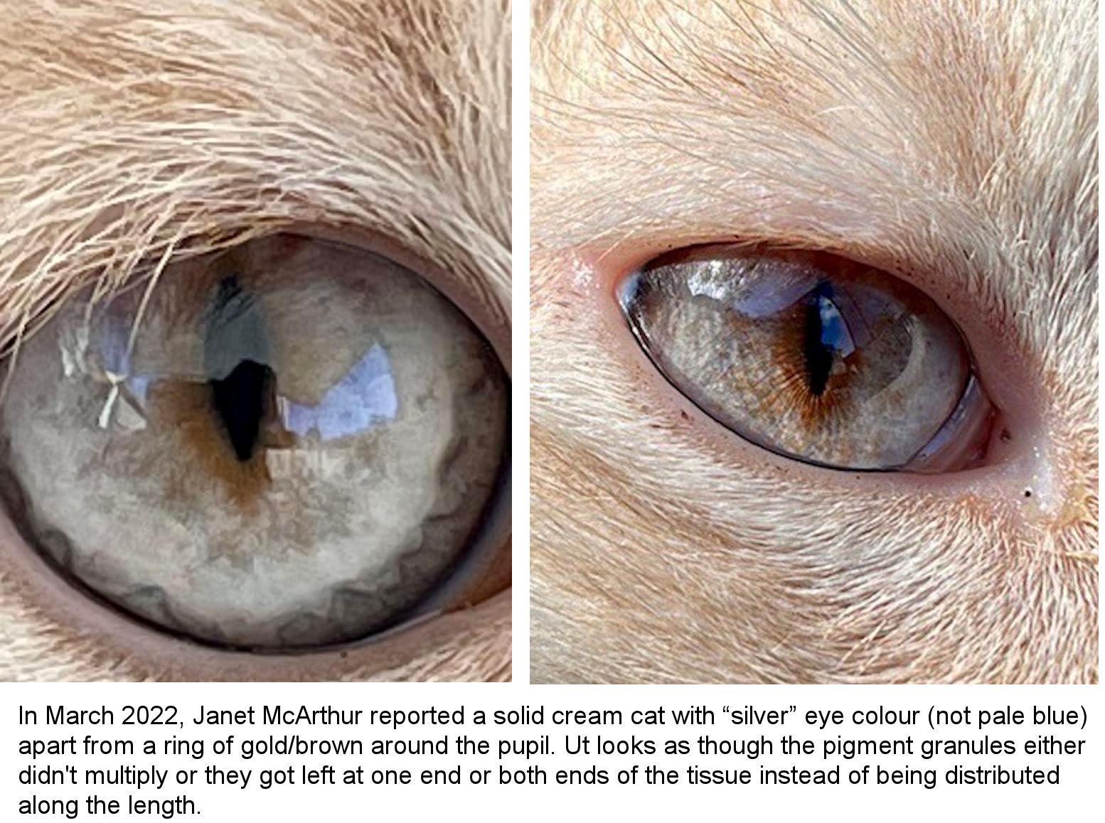 what is the rarest eye color for dogs