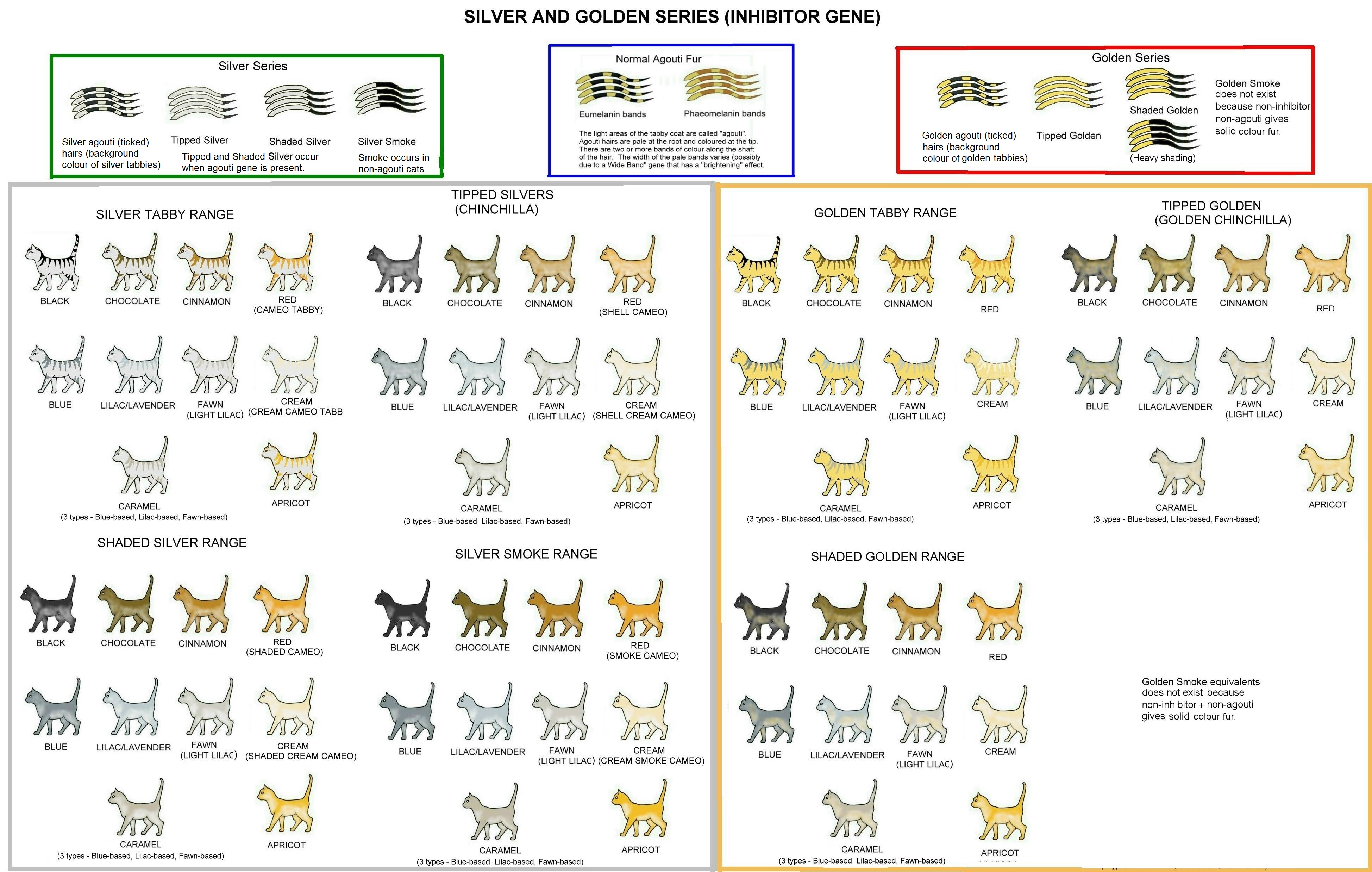 Siamese Cat Color Chart
