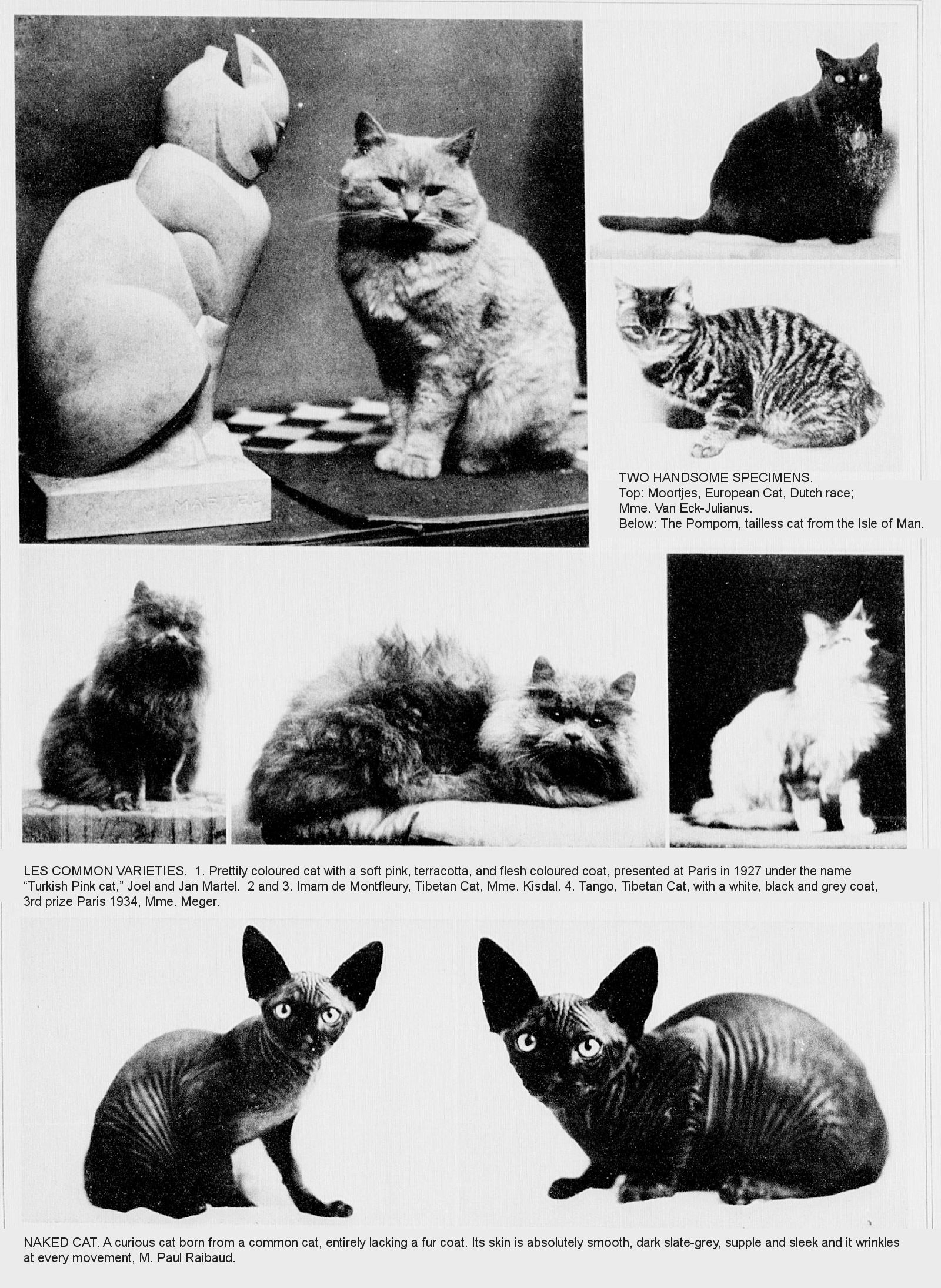 Dutch cat hot sale breeds