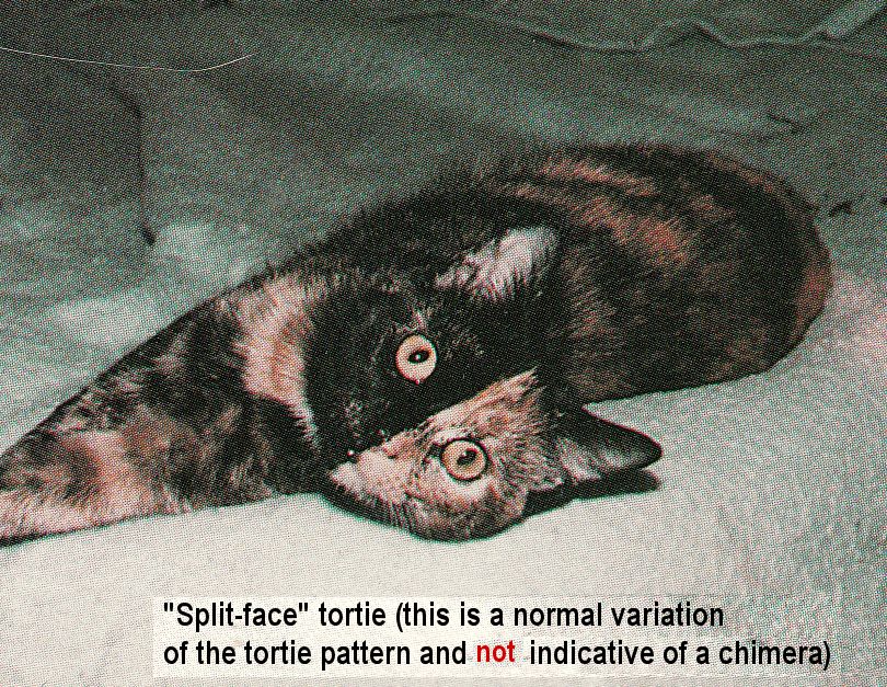 split-face tortie cat