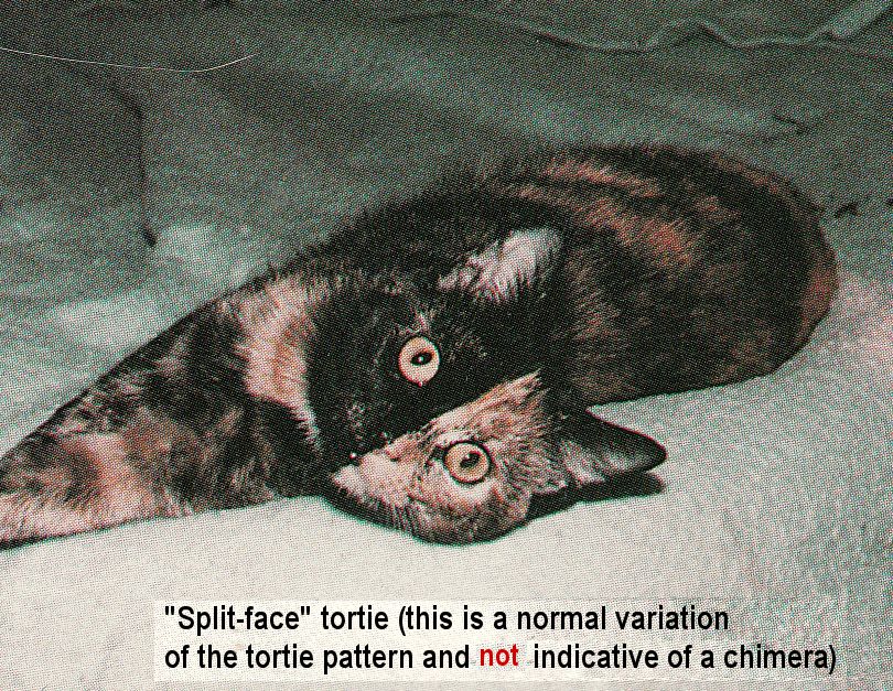 Tortoiseshell and Tricolour Cats