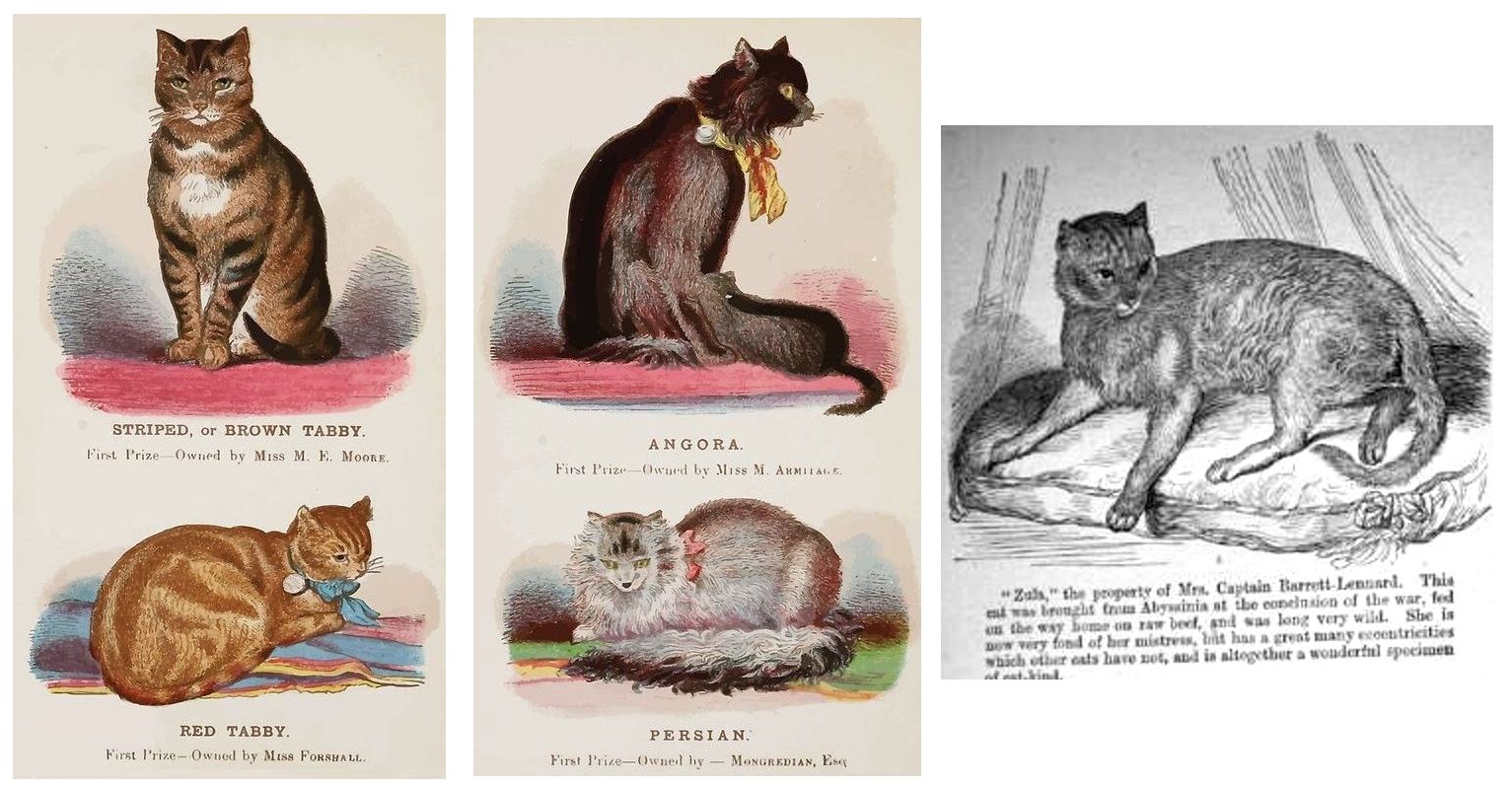 CATS: THEIR POINTS AND CHARACTERISTICS WITH CURIOSITIES OF CAT LIFE, A  CHAPTER ON FELINE AILMENTS. (GORDON STABLES)