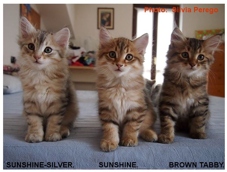 CORIN GENE: SUNSHINE AND SUNSHINE SILVER (BIMETAL) SIBERIANS