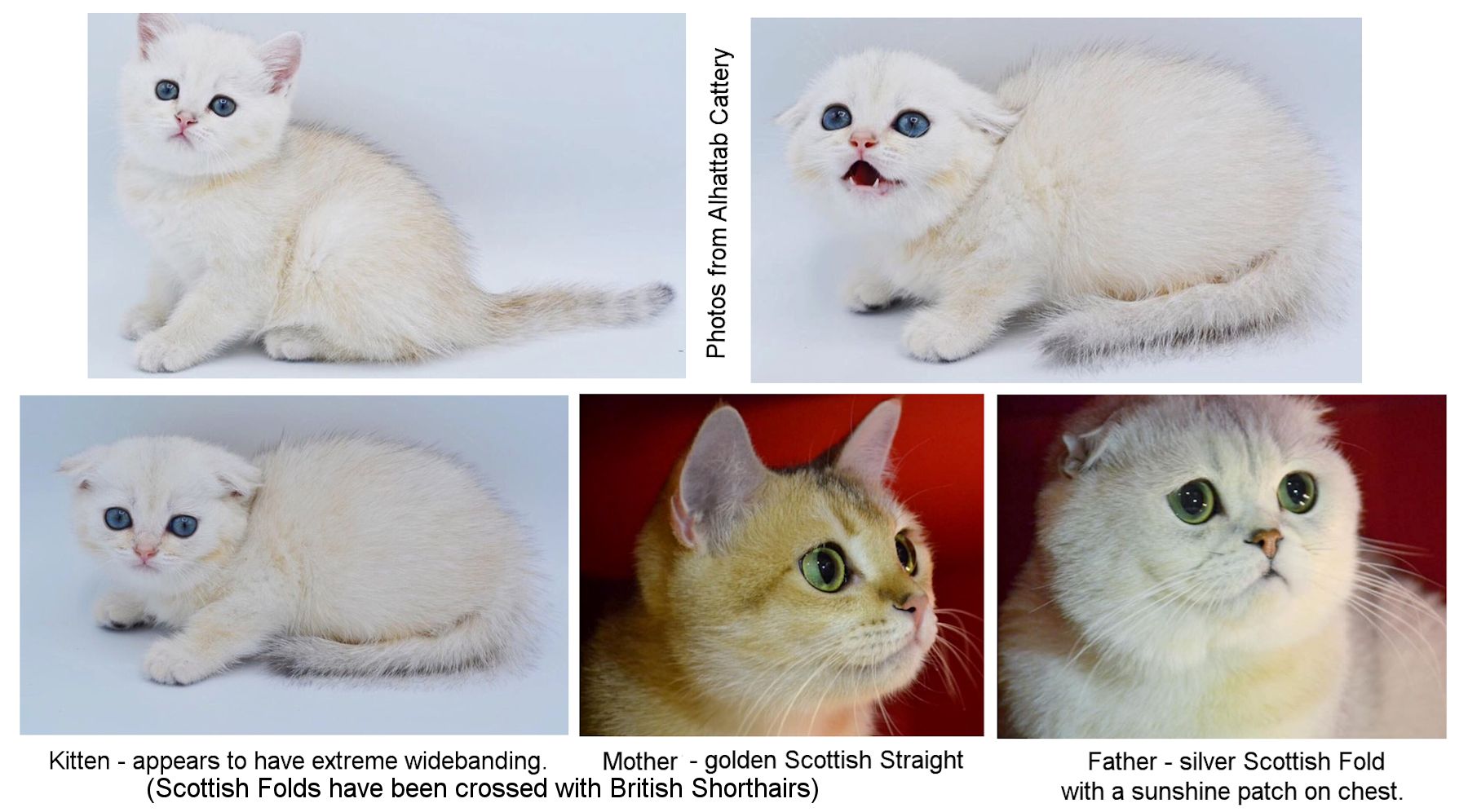 silver and golden scottish fold cats