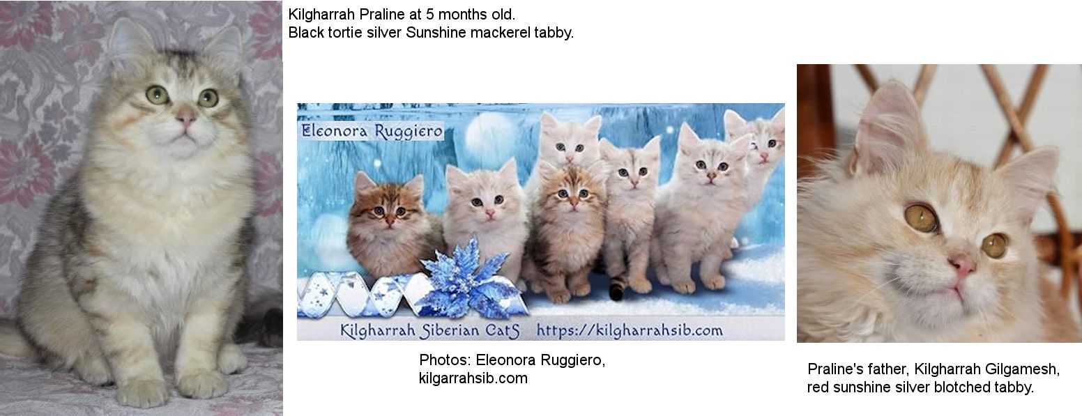 inheritance siberian cattery