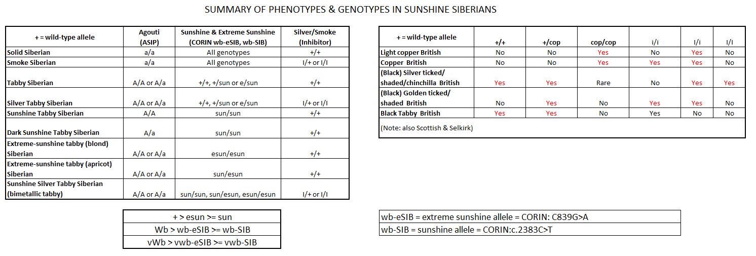 extreme sunshine siberian cat