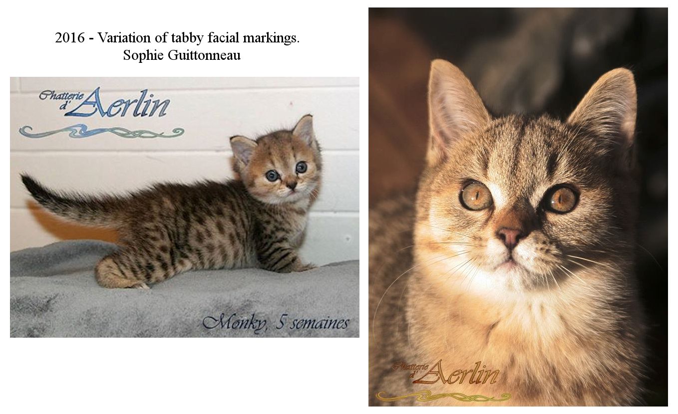 International Cat Care - #NationalTabbyDay We're big fans of a tabby cat 😻  'Tabby' refers to a coat pattern, not a breed. Our image shows some of the  different types of tabby