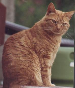 ticked tabby with residual classic markings