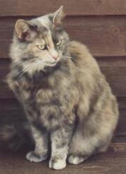 gray tortoiseshell cat