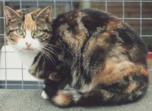 tortoiseshell tabby cat