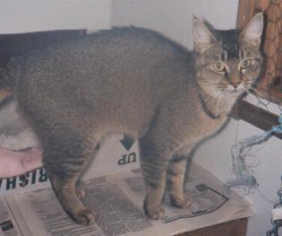 blue abyssinian tabby mix