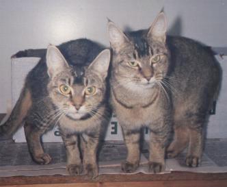 blue abyssinian tabby mix