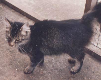 german ticked tabby