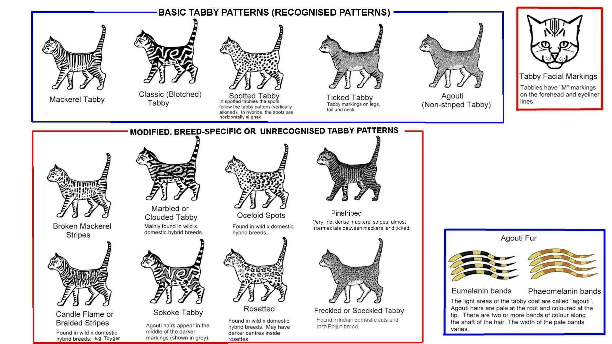 types of tabby cats pictures