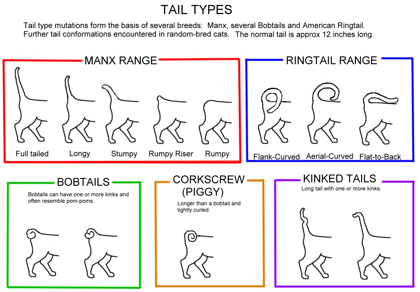 CONFORMATION CHARTS