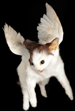 cat taxidermy