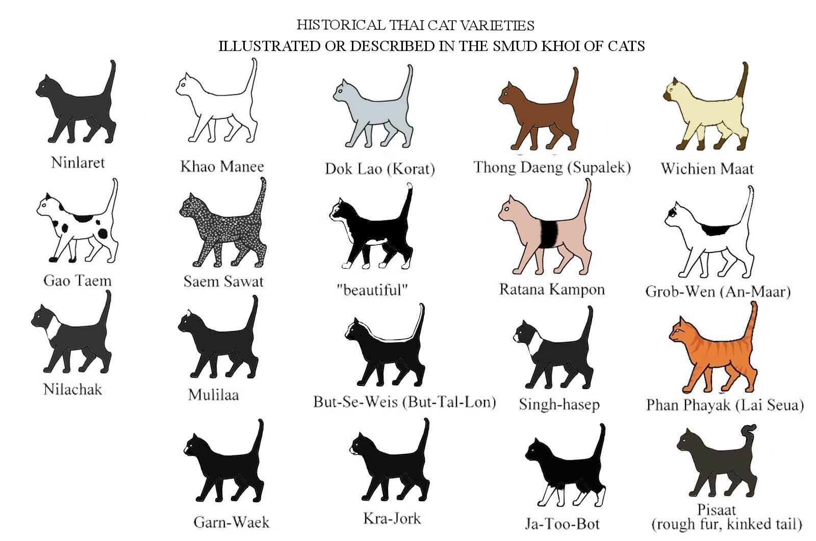 Siamese Cat Color Chart