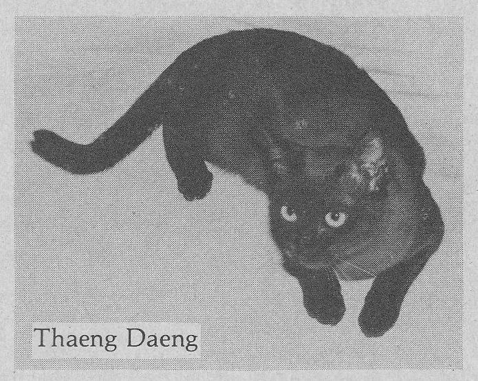 thaeng daeng - Thai copper cat