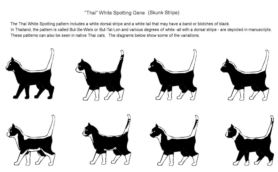 The Different Types of Black and White Cat Coat Patterns