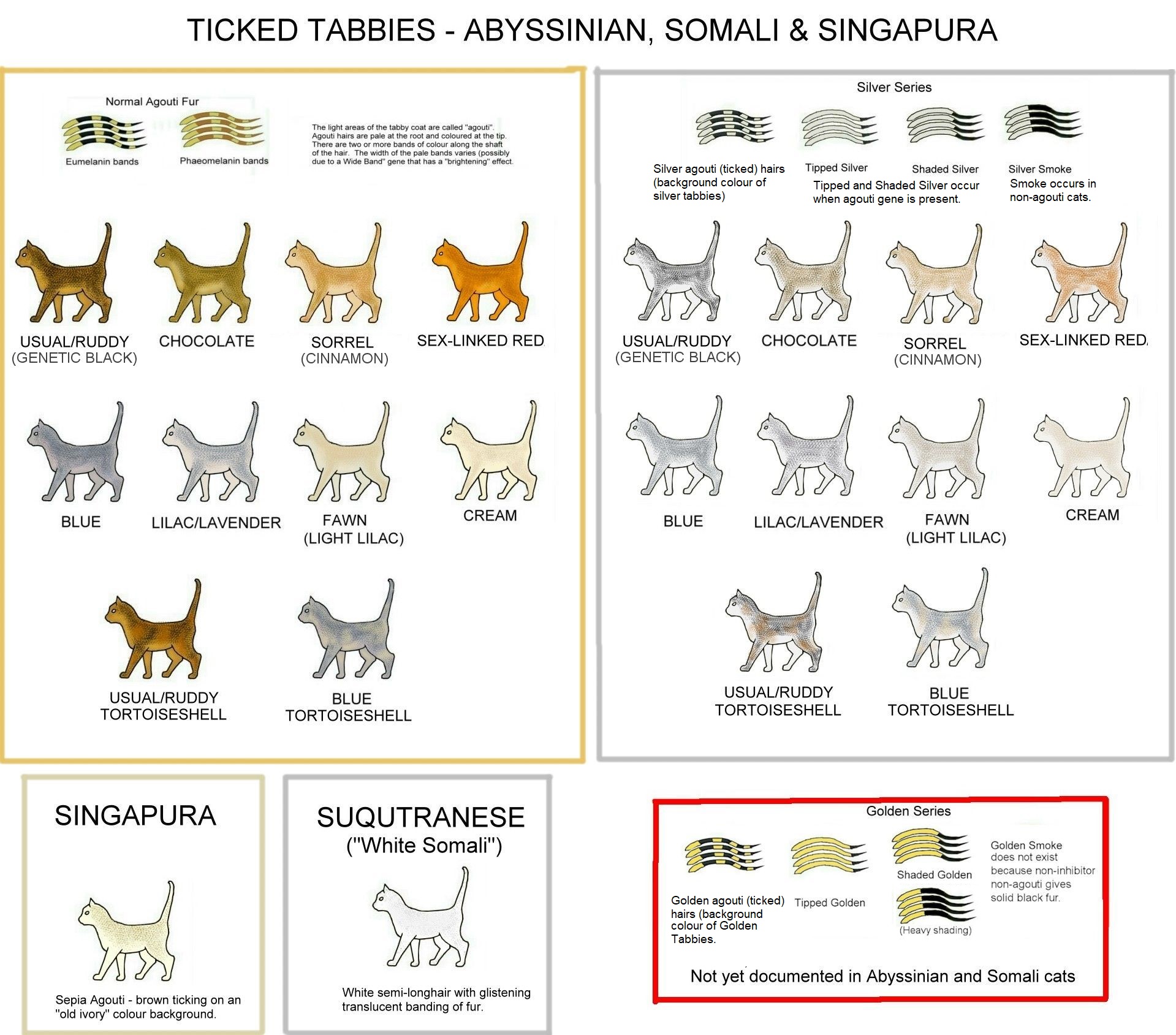 How the Cat Gets Its Stripes: It's Genetics, Not a Folk Tale - The