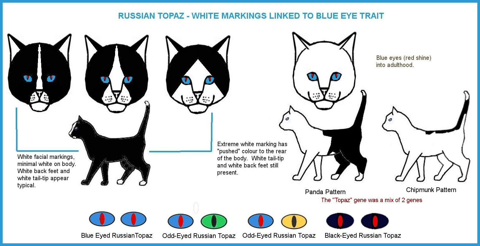 Eye color genetics in cats