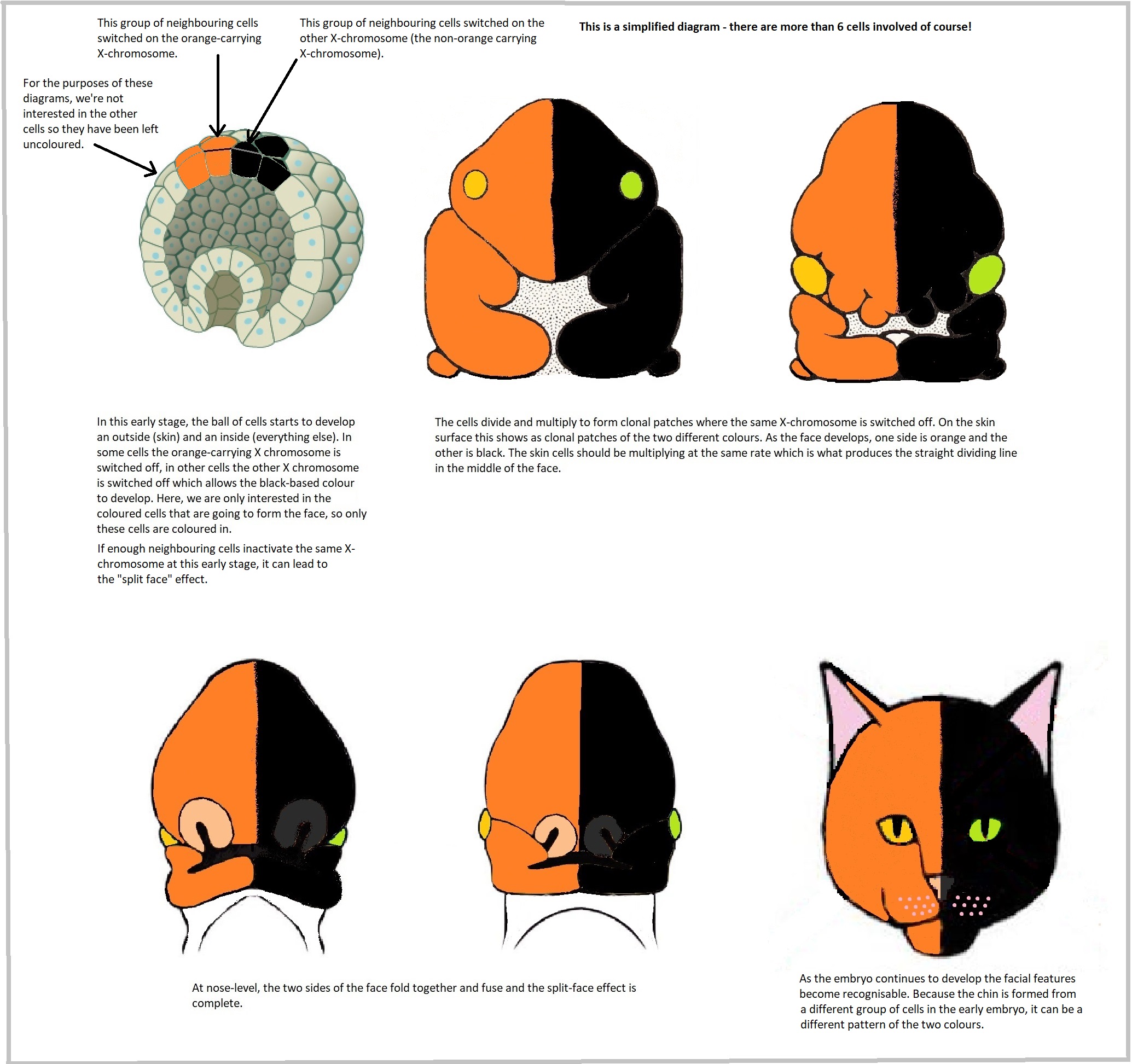 tortoiseshell cat face development in embryo