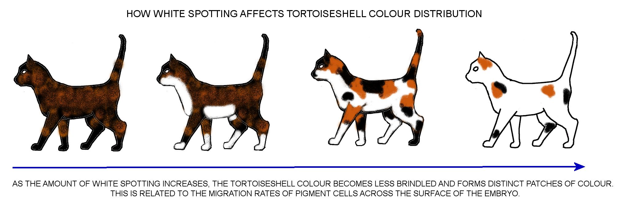 cat colours diagram chart