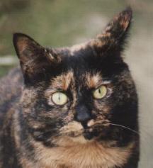 tortoiseshell calico cat