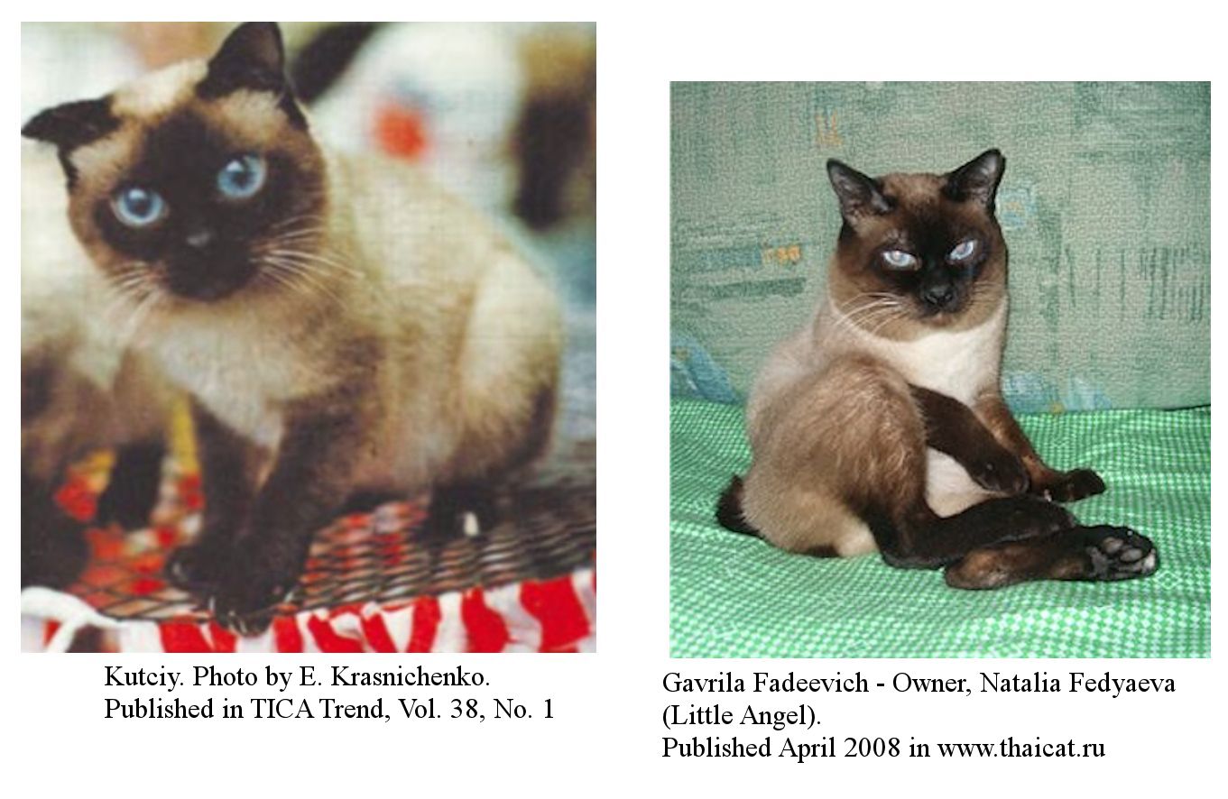 Miniature siamese hot sale cat