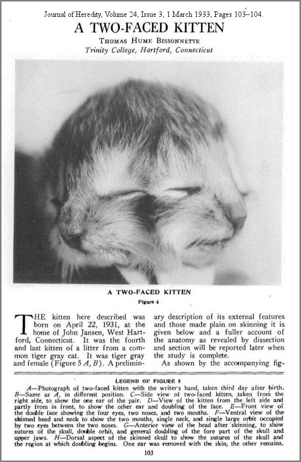 1933 Two-faced kitten