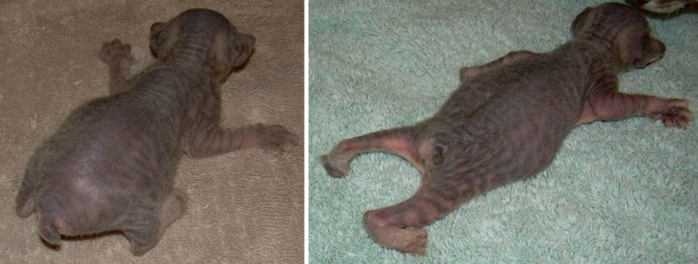 Newborn kitten dragging back clearance legs