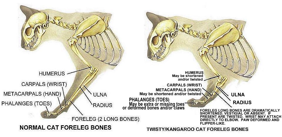 cat arm bones