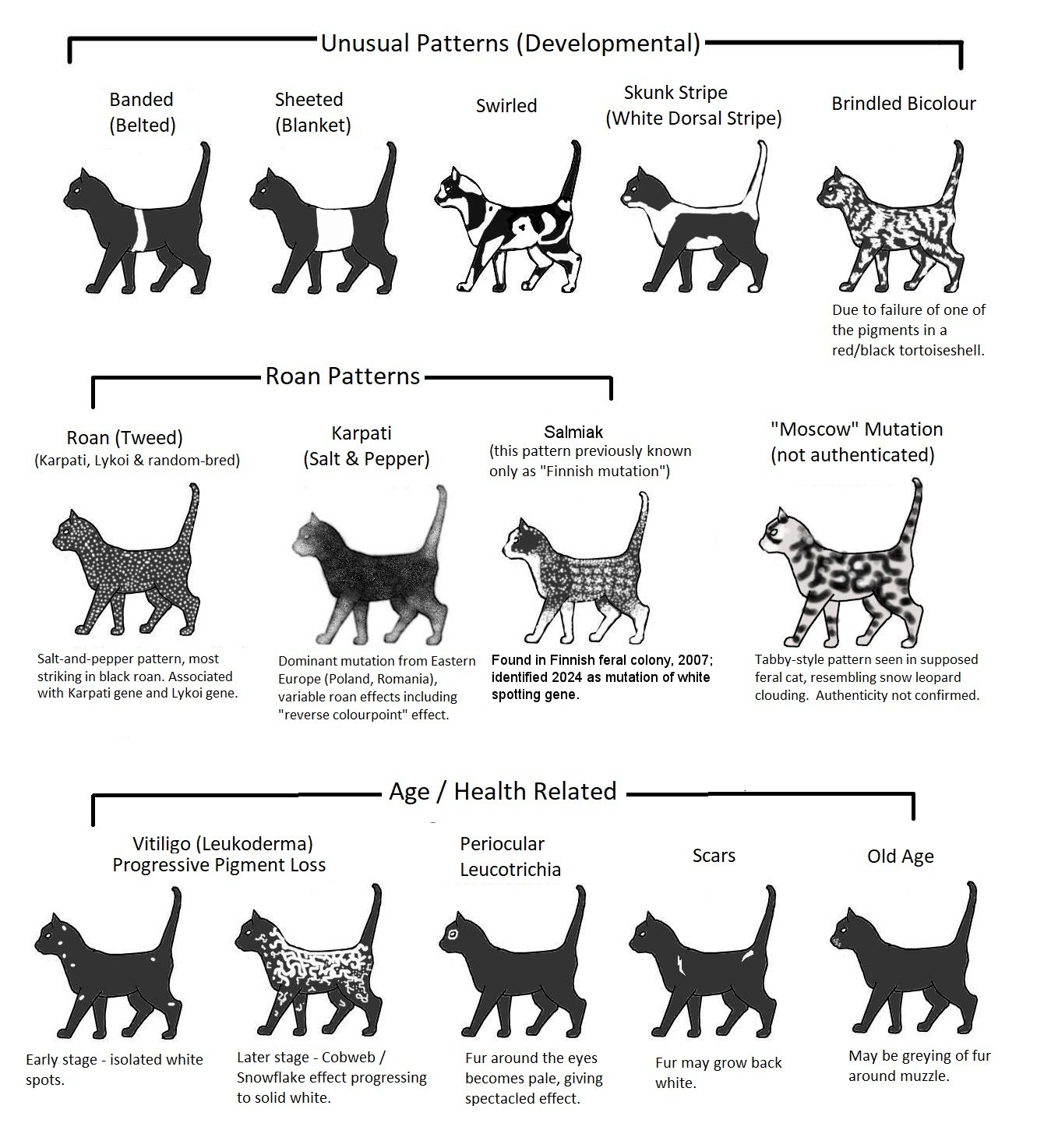 black and white striped cat breeds