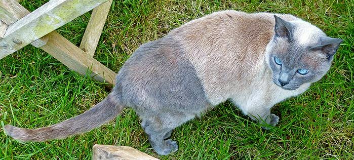 rare cat colors