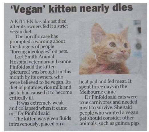 The hotsell vegan cat