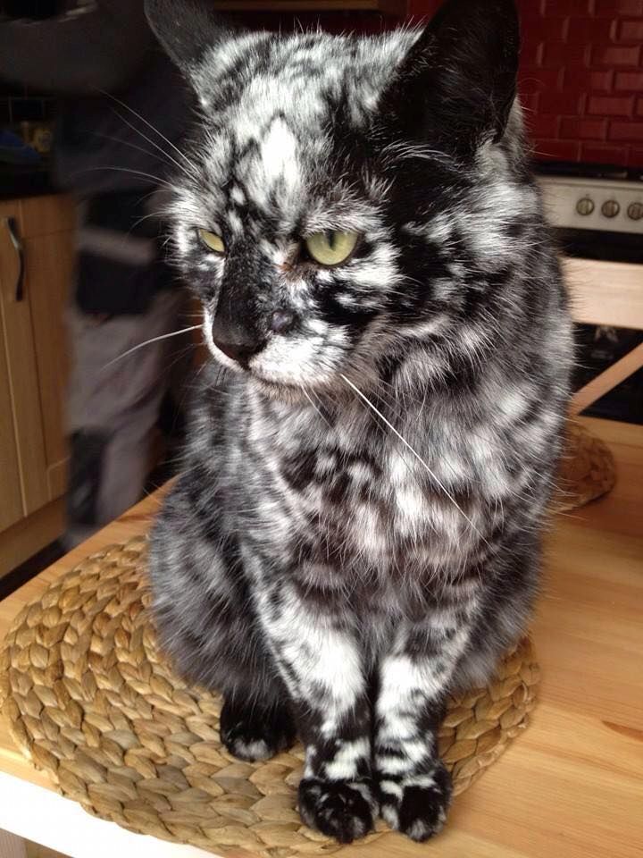 white cat with black spots