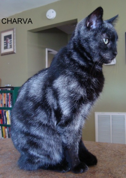 black cat with white chin