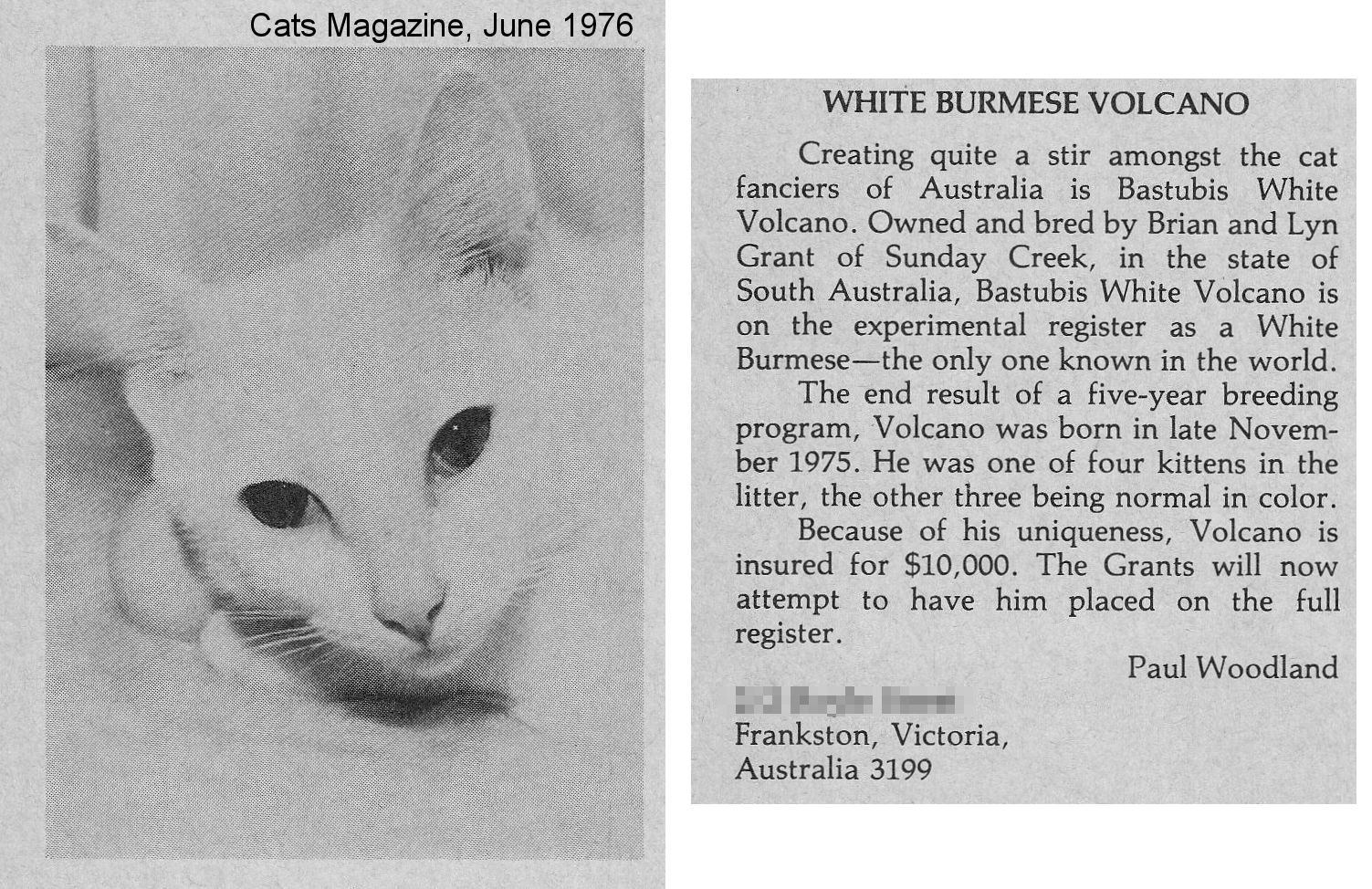 white burmese cat