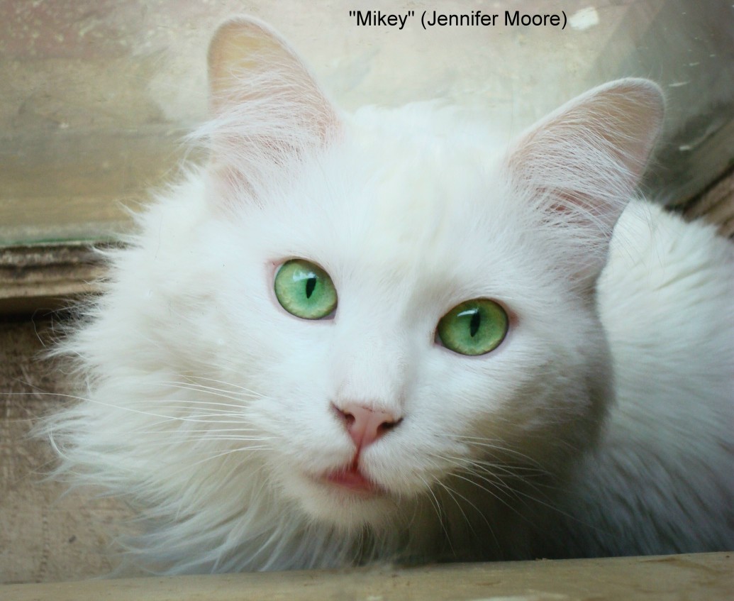 albino cat